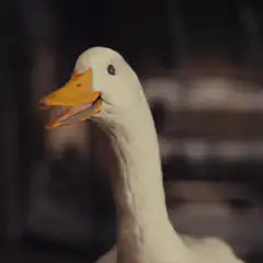 white duck quacking