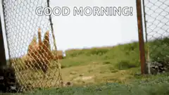 Good Morning Chicken
