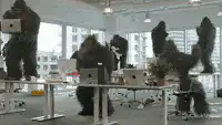 gorillas partying in office