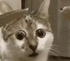 Cat with wide shocked eyes