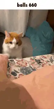 judgy cat on bed