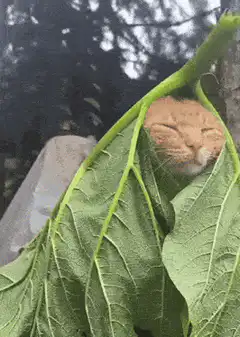 Cat sleeping in a leaf