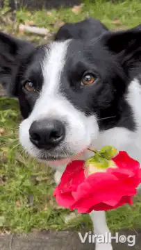 Dog gently sniffs a red rose