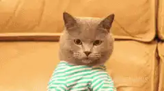 Cat typing on laptop