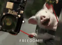 Pig holding hard drive screaming freedom