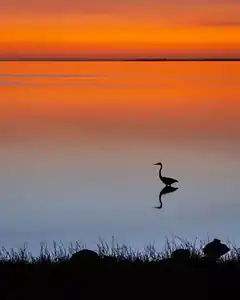 heron silhouette at sunset