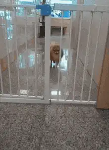 Pomeranian dog squeezes through baby gate