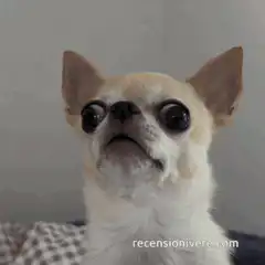 Chihuahua with bulging eyes zooming in