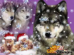 Merry Christmas Blingee Wolf Collage