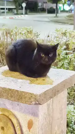 Black cat hissing on a wall