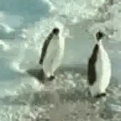 Penguin pushes another penguin
