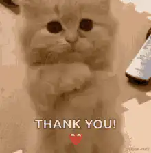 Cat bowing and saying thank you