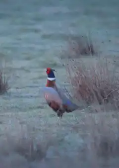 Pheasant fluffing feathers in field