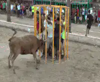 Bull charges cage of people
