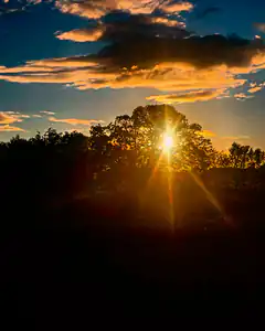 Sunset behind trees with lens flare
