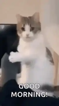 Cat hugging person's leg good morning