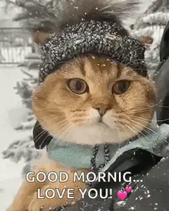 Cat in winter hat good morning love you