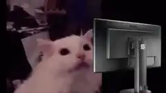 white cat hits monitor
