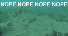 Octopus crawling away nope