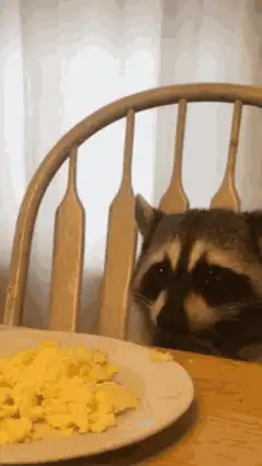 raccoon eating scrambled eggs