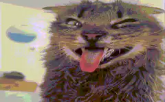 Grinning cat with tongue out