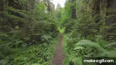 Walking through a lush green forest path