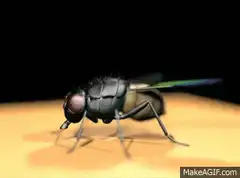 3D fly rubbing hands