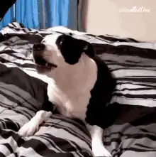 dog howling on bed