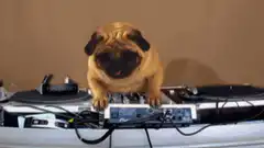 DJ Pug dancing on turntables
