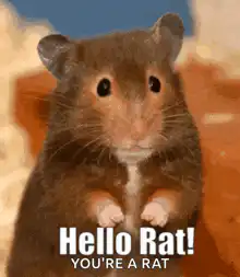 Hello Rat You're a Rat