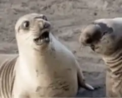 Zooming seal with open mouth