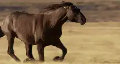 Brown horse running in field