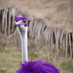 Ostrich with purple hair and feathers