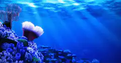 Underwater coral reef with sun rays
