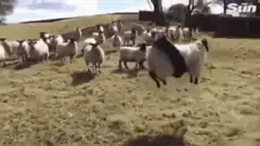 Sheep with a black band around its middle