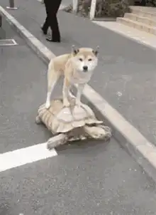 Shiba Inu riding a giant tortoise