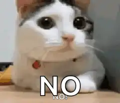 Cat saying no