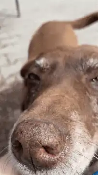 Close-up of old brown dog