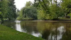 River flowing through a park with willow trees