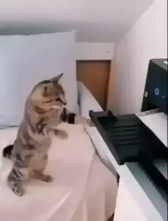 Cat pushes paper out of printer