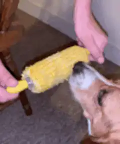 dog licking corn cob