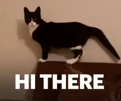 Hi There Cat GIF