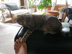 cat kneading foot on ottoman