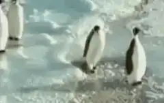 Penguin shoves another penguin