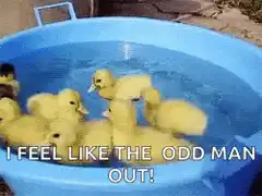 Duckling feels like the odd man out