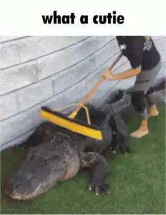 woman brushing alligator