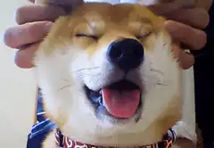 Happy Shiba Inu getting face squished