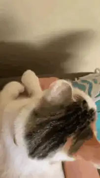 Cat sleeping on its back