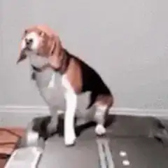 Beagle dog yawning on treadmill