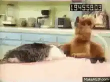 Cat and dog sitting on a couch